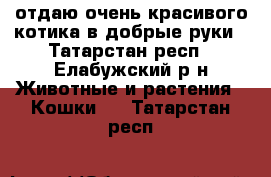 отдаю очень красивого котика в добрые руки - Татарстан респ., Елабужский р-н Животные и растения » Кошки   . Татарстан респ.